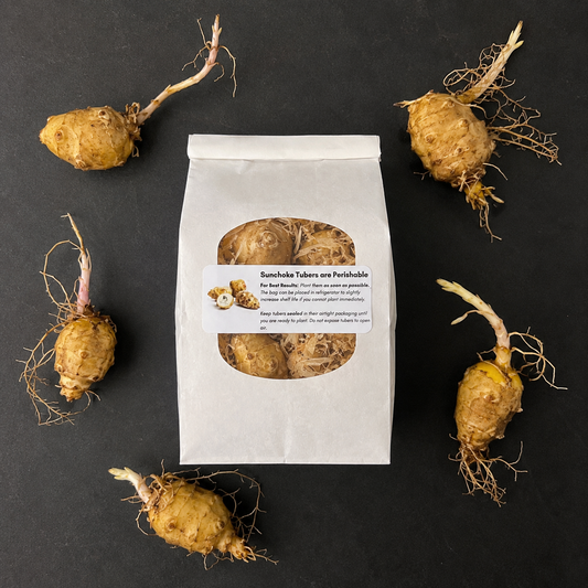Pre-Sprouted Sunchoke Tubers (Jerusalem Artichoke) — Bare-Root, Already Awake