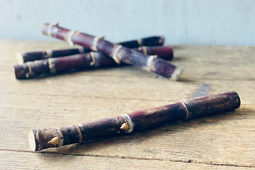 Fresh Purple Sugarcane Stalk, 10 Inch Length, Multiple Growth Nodes, Natural Raw Cane for Growing or Eating by Greenhouse PCA