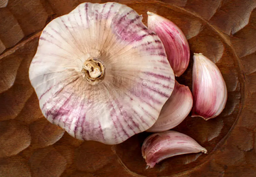 Fresh Purple Garlic Bulb - Great for Planting and Growing OR Eating