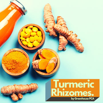 TURMERIC RHIZOMES