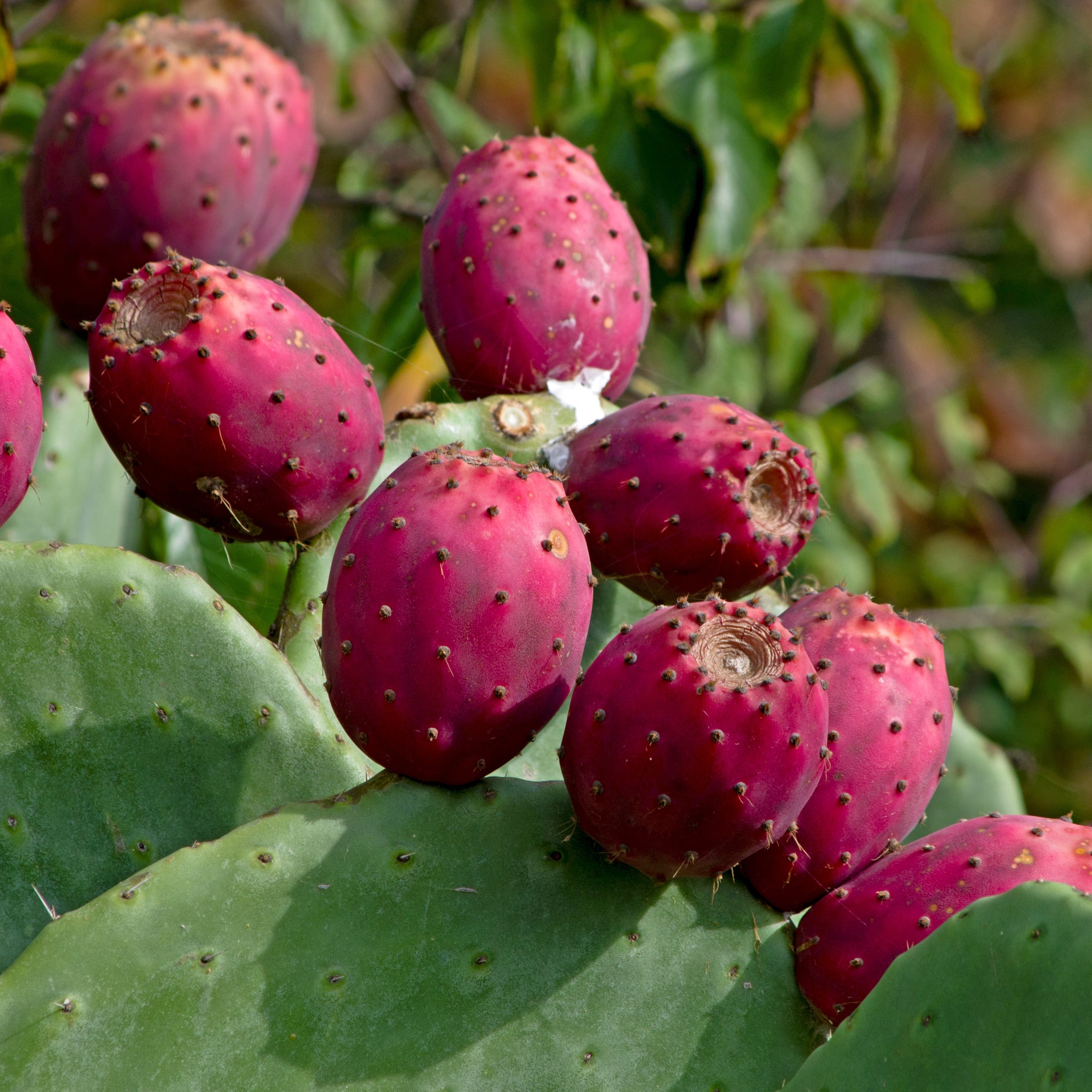 prickly pear cactus seeds for sale Red Cactus Pear Cactus Seeds (Optunia Ficus-Indica)