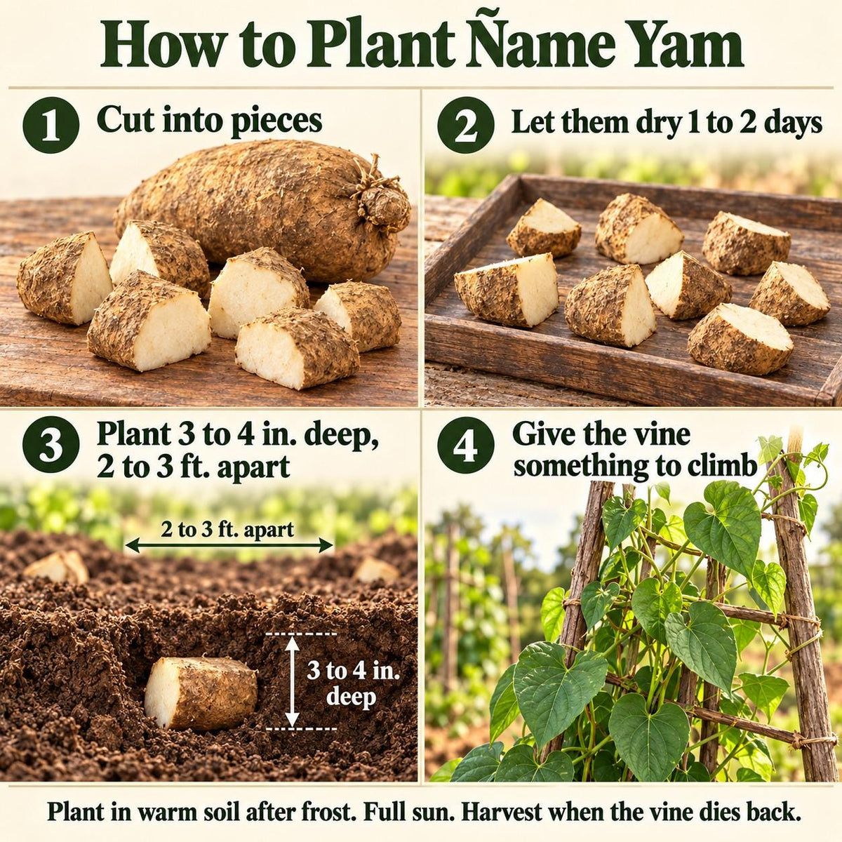 How to plant ñame yam guide