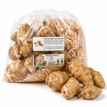 Sunchoke Tubers (Helianthus tuberosus) — Live Jerusalem Artichoke Tubers for Planting