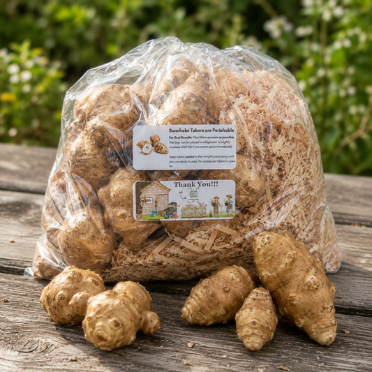 Sunchoke Tubers (Helianthus tuberosus) — Live Jerusalem Artichoke Tubers for Planting