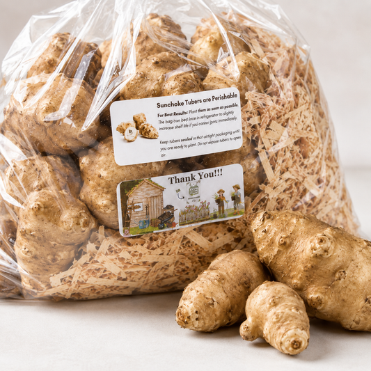 Sunchoke Tubers (Helianthus tuberosus) — Live Jerusalem Artichoke Tubers for Planting