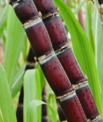 Fresh Purple Sugarcane Stalk, 10 Inch Length, Multiple Growth Nodes, Natural Raw Cane for Growing or Eating by Greenhouse PCA