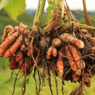 TURMERIC GROWING tips