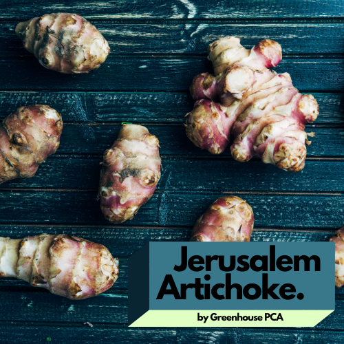 1 Pound Jeralem Artichoke Tubers, Fresh Jeralem Artichoke Tubers Root Plant, Artichoke Tuber For Planting Outdoors, Sunchoke, Sunroot Tuber For Planting